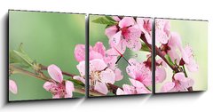 Obraz s hodinami   beautiful pink peach blossom on green background, 150 x 50 cm