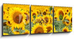 Obraz s hodinami 3D tdln - 150 x 50 cm F_BM43246841 - Beautiful sunflower field