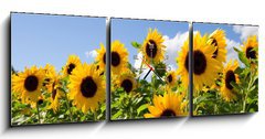 Obraz s hodinami 3D tdln - 150 x 50 cm F_BM43441977 - Sonnenblumen