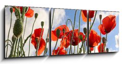 Obraz s hodinami 3D tdln - 150 x 50 cm F_BM437119946 - Red poppy flowers against the sky. Shallow depth of field