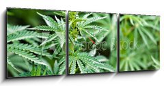 Obraz s hodinami   marijuana, 150 x 50 cm