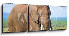 Obraz s hodinami   Elephant with large tusks, 150 x 50 cm