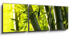 Obraz s hodinami 3D tdln - 150 x 50 cm F_BM44190942 - Bamboo forest background. Shallow DOF