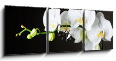 Obraz s hodinami 3D tdln - 150 x 50 cm F_BM44550802 - Close-up of white orchids (phalaenopsis) against dark background