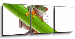 Obraz s hodinami   Green Frog with red eye., 150 x 50 cm