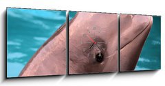 Obraz s hodinami   Beluga whale, 150 x 50 cm