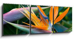 Obraz s hodinami 3D tdln - 150 x 50 cm F_BM4597308 - Bird of paradise