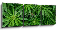 Obraz s hodinami 3D tdln - 150 x 50 cm F_BM46939324 - Marijuana