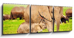 Obraz s hodinami 3D tdln - 150 x 50 cm F_BM49494592 - Elephants family on savanna. Safari in Amboseli, Kenya, Africa