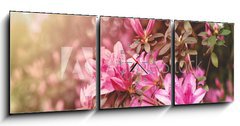 Obraz s hodinami 3D tdln - 150 x 50 cm F_BM49992650 - Spring Azaleas in Soft Sunlight