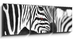 Obraz s hodinami 3D tdln - 150 x 50 cm F_BM50298303 - monochrome photo  - detail head zebra in ZOO - monochromatick fotografie