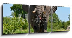 Obraz s hodinami   elephant at attack, 150 x 50 cm