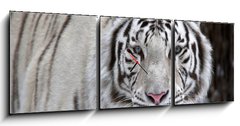 Obraz s hodinami 3D tdln - 150 x 50 cm F_BM51332281 - Glance of a passing by white bengal tiger