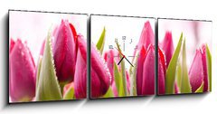 Obraz s hodinami 3D tdln - 150 x 50 cm F_BM51930622 - Fresh Tulips with Dew Drops - erstv tulipny s kapkami rosy