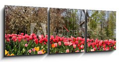 Obraz s hodinami 3D tdln - 150 x 50 cm F_BM52173694 - Holland windmills and tulips