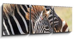 Obraz s hodinami 3D tdln - 150 x 50 cm F_BM54195512 - Baby zebra with mother