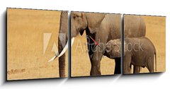 Obraz s hodinami 3D tdln - 150 x 50 cm F_BM57159640 - African elephant with calf, Amboseli National Park