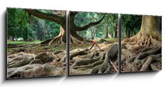 Obraz s hodinami 3D tdln - 150 x 50 cm F_BM5748939 - Primeval rainforest in Kandy, Sri Lanka