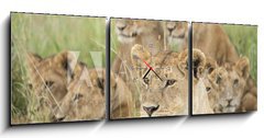 Obraz s hodinami   Pride of Lions, Serengeti, Tanzania, 150 x 50 cm