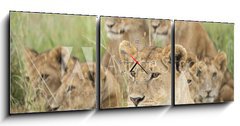 Obraz s hodinami 3D tdln - 150 x 50 cm F_BM57547557 - Pride of Lions, Serengeti, Tanzania - Pcha Lv, Serengeti, Tanzanie