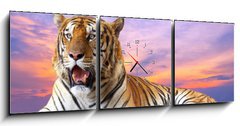 Obraz s hodinami 3D tdln - 150 x 50 cm F_BM57972790 - Tiger looking something on the rock with beautiful sky at sunset