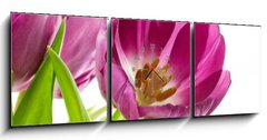 Obraz s hodinami   lilac tulips isolated on white, 150 x 50 cm