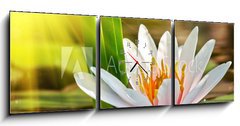 Obraz s hodinami   water lily, 150 x 50 cm