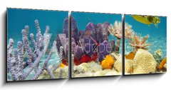 Obraz s hodinami 3D tdln - 150 x 50 cm F_BM61200076 - Colorful underwater marine life seabed