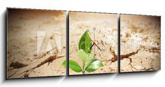 Obraz s hodinami 3D tdln - 150 x 50 cm F_BM62660495 - plant in arid land - climate warming and drought  concept - rostlin na suchm pozemku