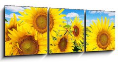 Obraz s hodinami 3D tdln - 150 x 50 cm F_BM62796944 - sunflower field and blue sky with clouds