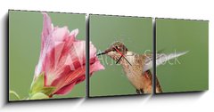 Obraz s hodinami 3D tdln - 150 x 50 cm F_BM6294256 - Ruby-throated Hummingbird (archilochus colubris) - Rubn