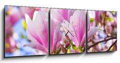 Obraz s hodinami 3D tdln - 150 x 50 cm F_BM64325849 - Beautiful blossoming magnolia tree in the spring time