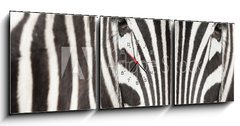 Obraz s hodinami   Close up of zebra head and body with beautiful striped pattern, 150 x 50 cm