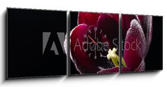Obraz s hodinami   Wet purple black tulip., 150 x 50 cm