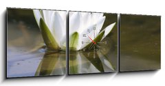 Obraz s hodinami 3D třídílný - 150 x 50 cm F_BM653618 - white delicate water lily