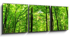 Obraz s hodinami 3D tdln - 150 x 50 cm F_BM66883526 -  forest