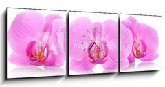 Obraz s hodinami   The orchid flowers, 150 x 50 cm