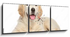 Obraz s hodinami 3D tdln - 150 x 50 cm F_BM69054182 - Golden Retriever puppy on white background