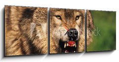 Obraz s hodinami 3D tdln - 150 x 50 cm F_BM69348071 - Snarling Wolf