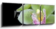 Obraz s hodinami 3D tdln - 150 x 50 cm F_BM6971855 - Green orchid with red spots