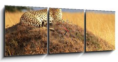 Obraz s hodinami 3D tdln - 150 x 50 cm F_BM70142203 - Cheetah on the Masai Mara in Africa - Gepard na Masai Mara v Africe