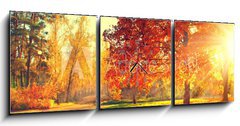 Obraz s hodinami   Autumn scene. Fall. Trees and leaves in sun light, 150 x 50 cm