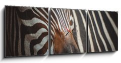 Obraz s hodinami   Zebra portrait in Prague Zoo, 150 x 50 cm