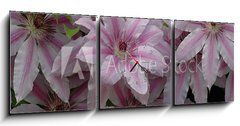 Obraz s hodinami   clematis, 150 x 50 cm