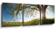 Obraz s hodinami 3D tdln - 150 x 50 cm F_BM75811470 - Oak tree