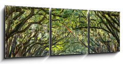 Obraz s hodinami 3D tdln - 150 x 50 cm F_BM76209403 - Country Road Lined with Oaks in Savannah, Georgia