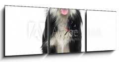 Obraz s hodinami 3D tdln - 150 x 50 cm F_BM77673572 - Border Collie (2 years old)