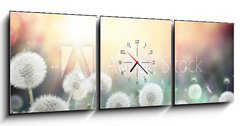 Obraz s hodinami 3D tdln - 150 x 50 cm F_BM79562753 - field of dandelion in sunset - bokeh and allergy