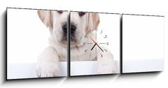Obraz s hodinami 3D tdln - 150 x 50 cm F_BM80290428 - Puppy dog holding sign or banner isolated