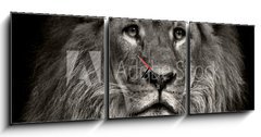 Obraz s hodinami 3D tdln - 150 x 50 cm F_BM80704831 - arrogant lion